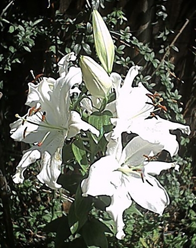White Lilies (2 August)